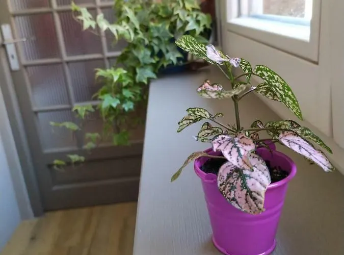 La Grande Terrine - Les Potiers Kaysersberg-Vignoble